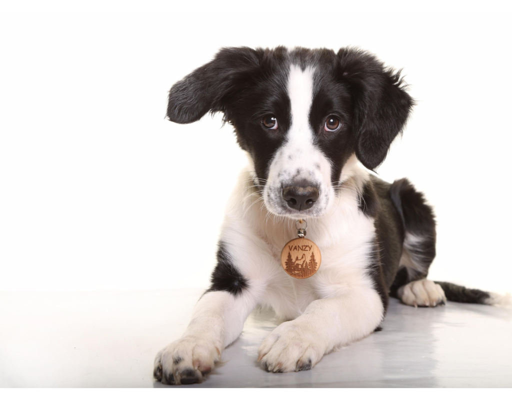 accompagnement chiot